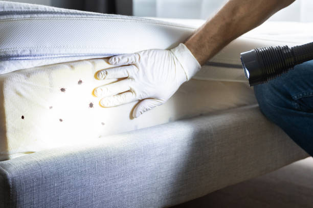 Best Flea Control Services  in Martinsville, VA