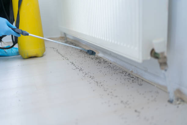 Reliable Martinsville, VA Pest Control Solutions